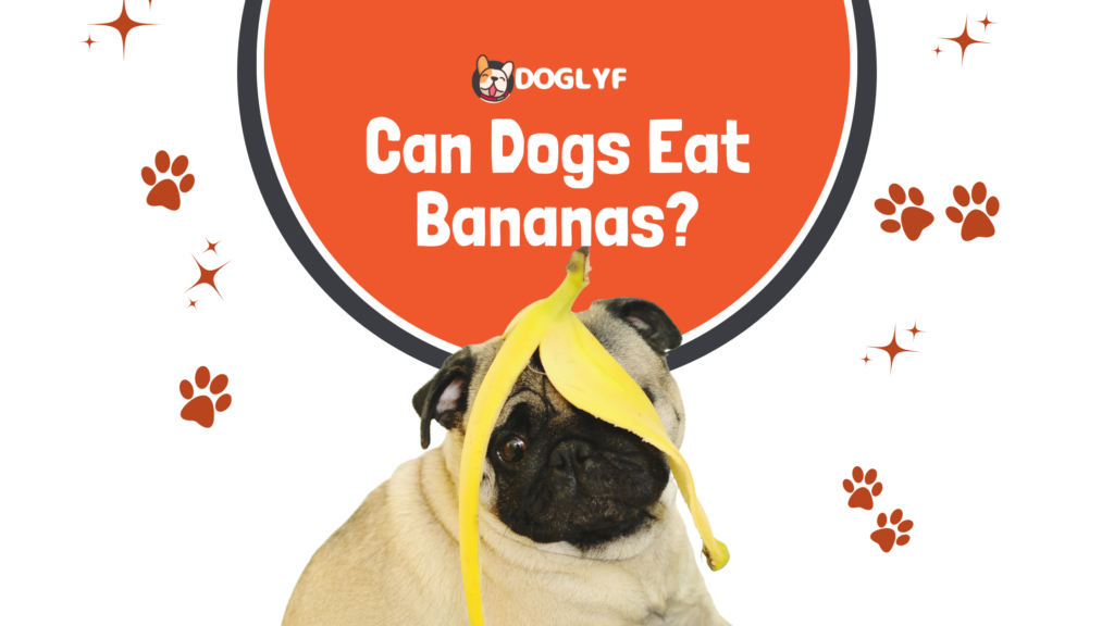 Can Dogs Eat Bananas? Is it yay or nay for dogs?