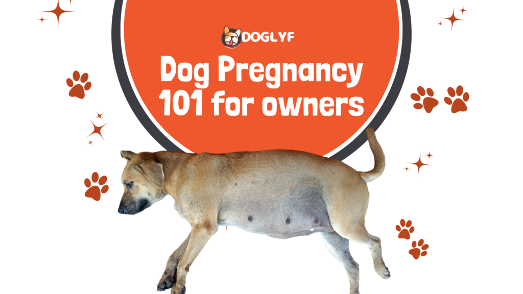 Dog’s Pregnancy 101 For Owners! How Long Are Dogs Pregnant?