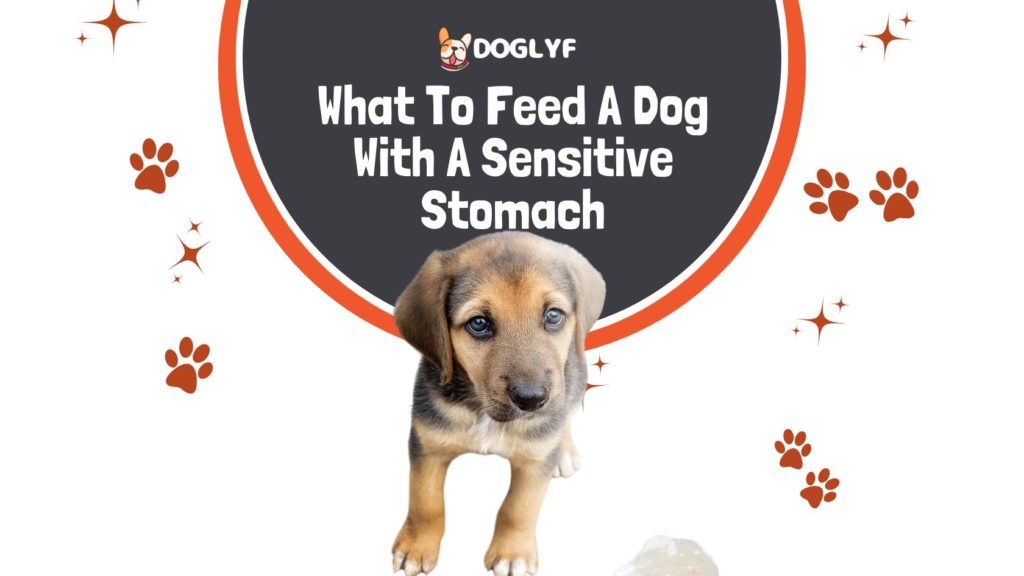 7 Surprising Foods That Soothe Your Dog’s Sensitive Stomach – Say Goodbye to Upset Pups!