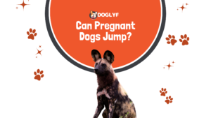 Can a Pregnant Dogs Jump?